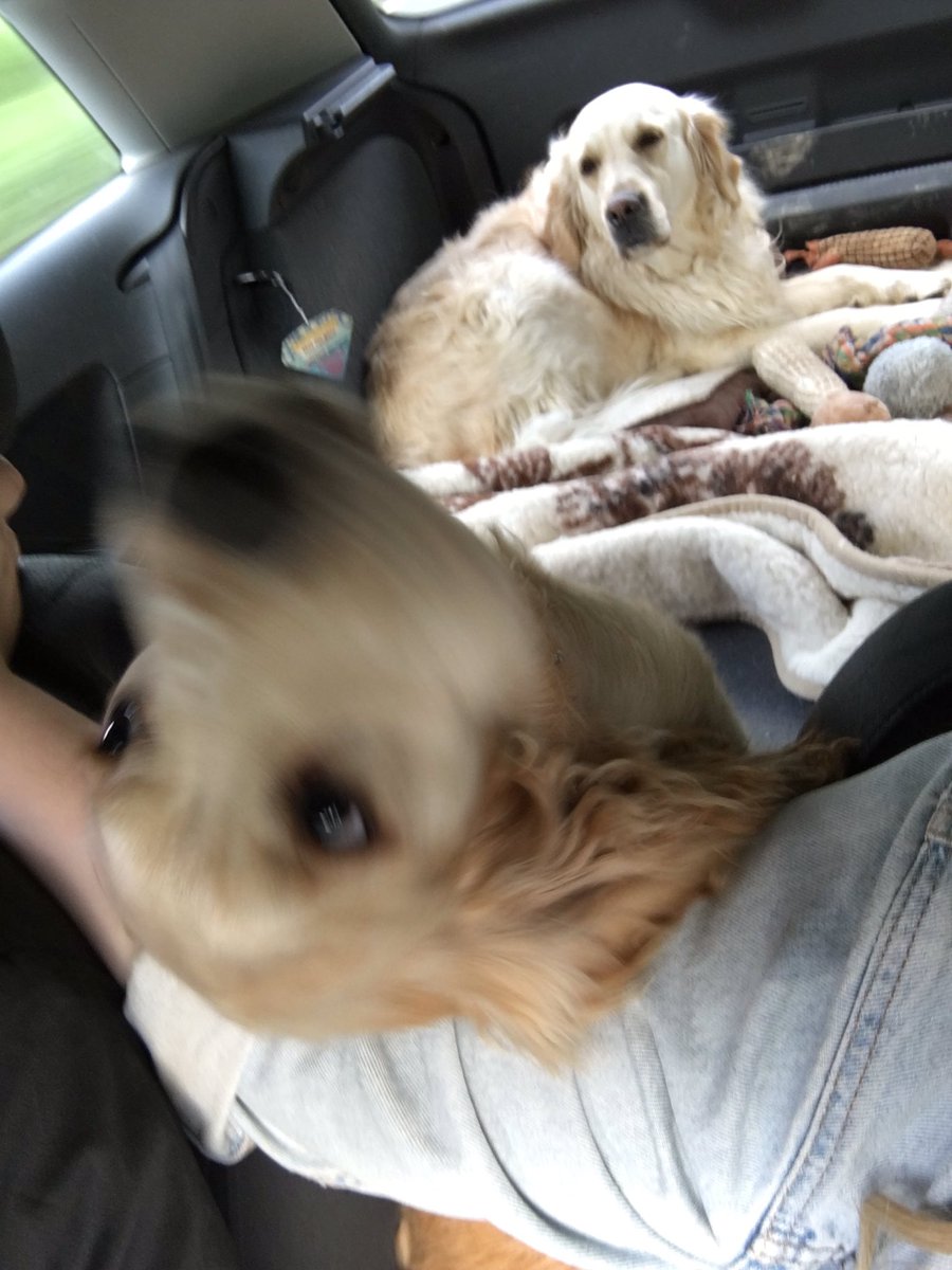 townsendxx's tweet photo. Driving is hard work with this one, always trying to jump on me 🐶 https://t.co/ER5YoUO8sv