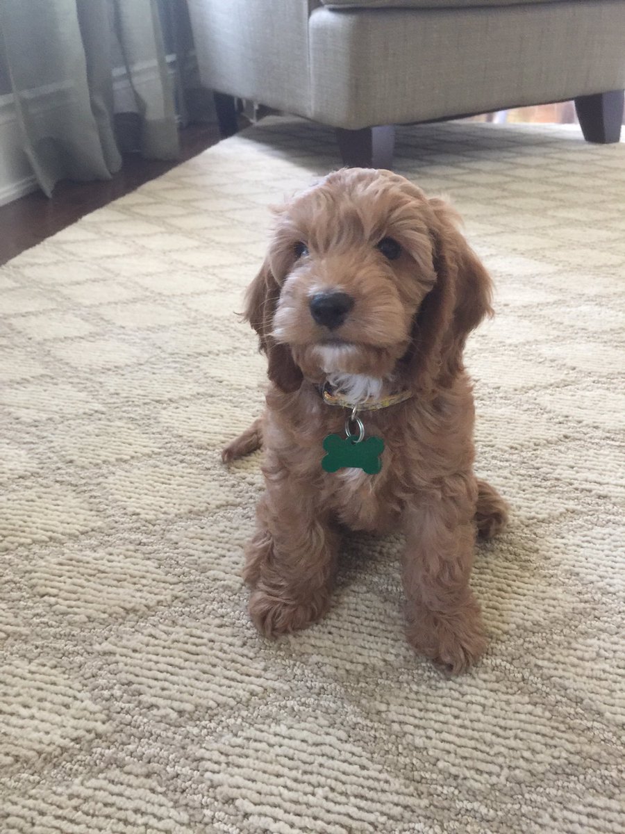 cockapoo_luna's tweet image. It's official, I have a license!