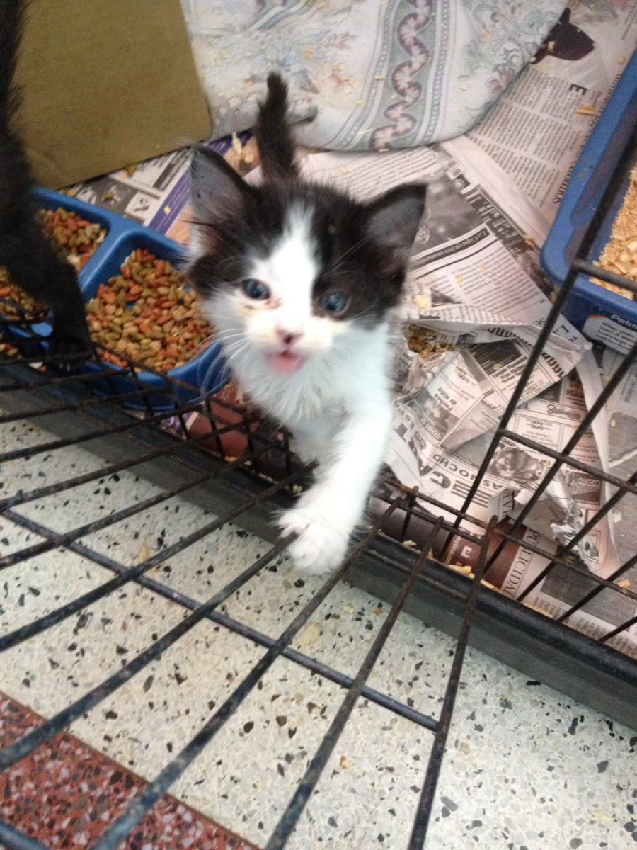 MASCOTASDECALLE's tweet photo. Este pequeñín quedó solito en la jaula ya adoptaron al hermanito. Quien se anima? Ayudemoslo con RT #Caracas https://t.co/nxiM3fgm3R
