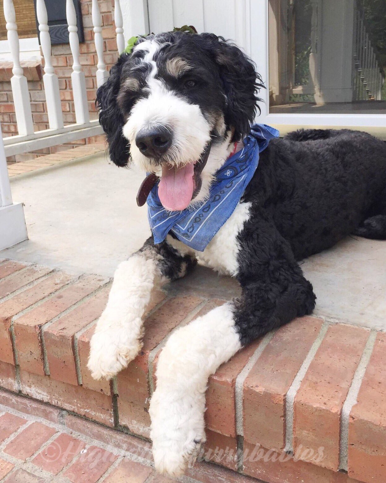 Haircuts for bernedoodles 2025