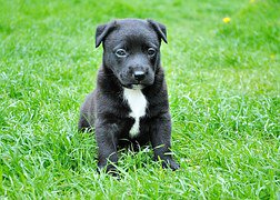 IzkiNatural's tweet photo. ¡Las fotos de perros más bonitas del mundo! https://t.co/Q4muZ3cA0n vía @QuoRevista https://t.co/n5WUXqKZDY