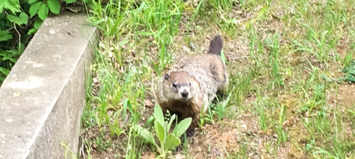 WildlifeBioGal's tweet photo. And as an added bonus, here's a surprise groundhog, looking quite surprised himself. #HealthyScience https://t.co/SSncQzsH1X