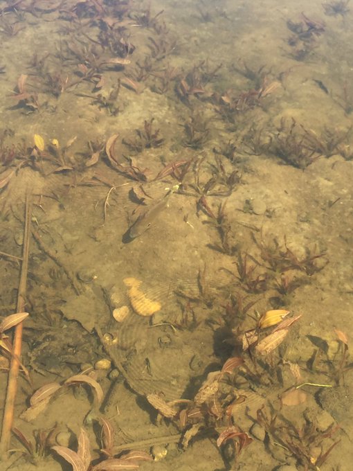 So close to the fishes 🐟🐠 https://t.co/6SvBmCRohL