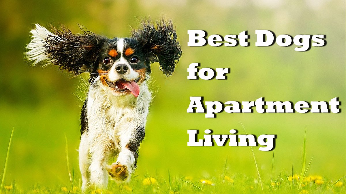 realtordotcom's tweet image. We found you a pet! Here are the best dog breeds for people who live in small spaces rltor.cm/4q191