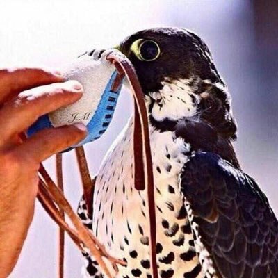 قل للنفوس اللي تربت على القاع 
حنا على  روس  النوايف  ربينا