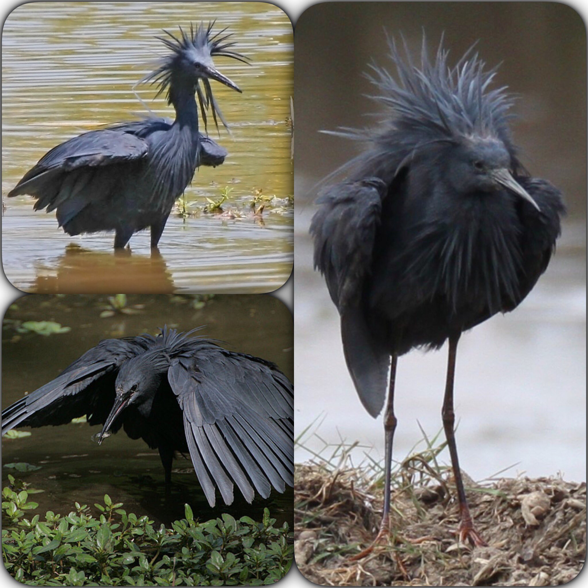 おっさん Goodmorning Birth Bird Of Today クロコサギ Black Heron 5 6 クロコサギ Blackheron サギ T Co Vsmjafrhxt Twitter