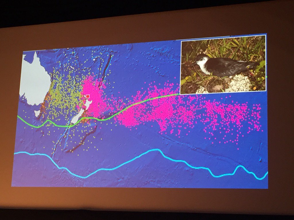 NNZST's tweet photo. Little shearwaters don't leave little tracks - forage across the Pacific Ocean #BirdsNZ2016 https://t.co/5ObFcqKCIb