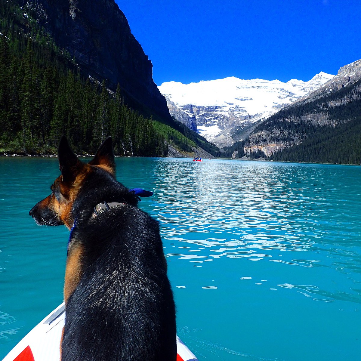 tcdixon3's tweet photo. Paddling from Rome's point of view! #SUPdog #mansbestfriend #JustLakeIt #BanffNP #myBanff #dog #getoutside #gotparks https://t.co/W8C77gXMCe