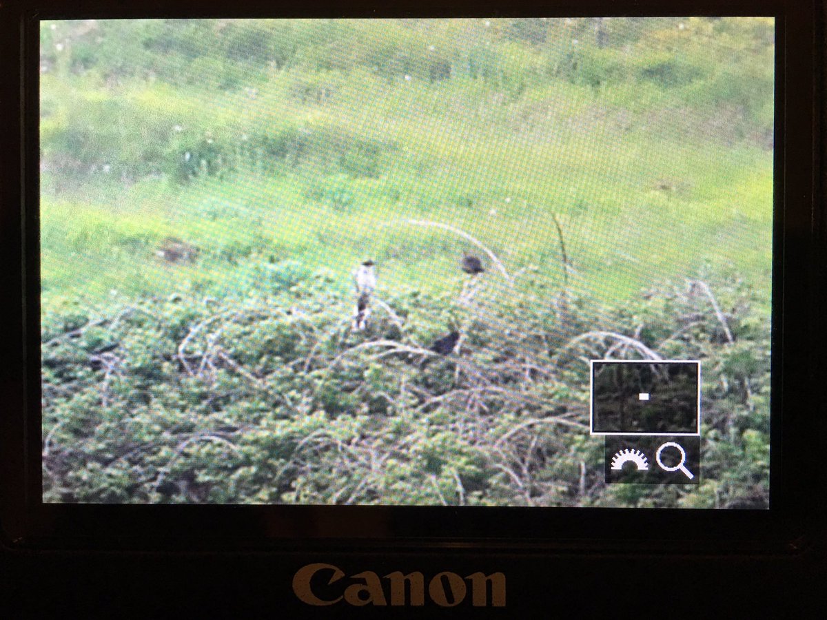 bikebunny1's tweet image. Thrilled! #greatspottedcuckoo at #Portland today! @BBCSpringwatch @rbnUK @Natures_Voice @RareBirdAlertUK @Dorsetecho