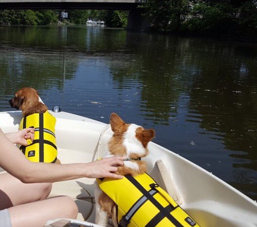 KevynAndDug's tweet photo. Hey, Dad. We're the Captains now! https://t.co/7SpR9JhoNm