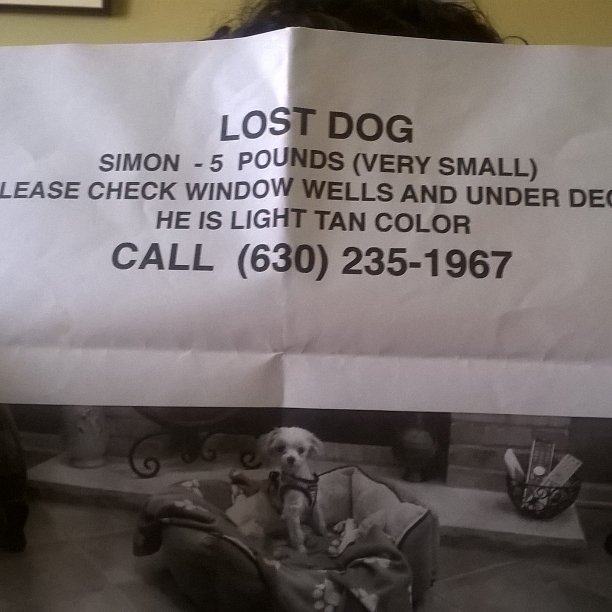 Kitty40Anne's tweet image. If anyone finds this dog please call them.  The dog is from the Aurora, IL., area.