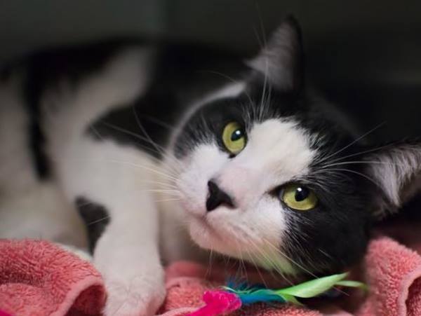 NYCDEATHROWCATS's tweet photo. TIDY - A1073661 
 Please Share:

***TO BE DESTROYED 06/05/16*** TIDY, besides being ... https://t.co/aJ6Pu9IT7p https://t.co/Tup5aw7d1y