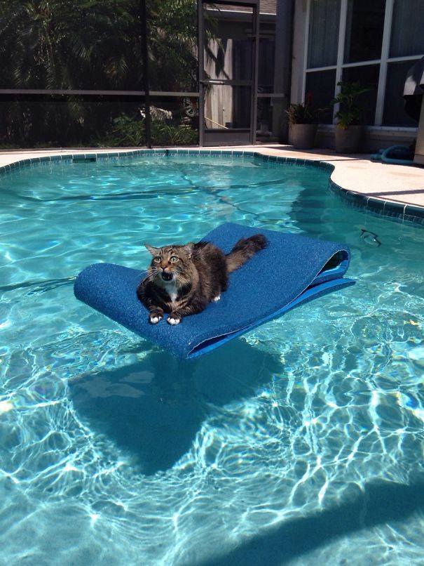 catnipapp1's tweet image. #Happy #Caturday! This #kitty has #found #trouble. I'm #confident she will #prevail. #funny #cats #CatsOfTwitter