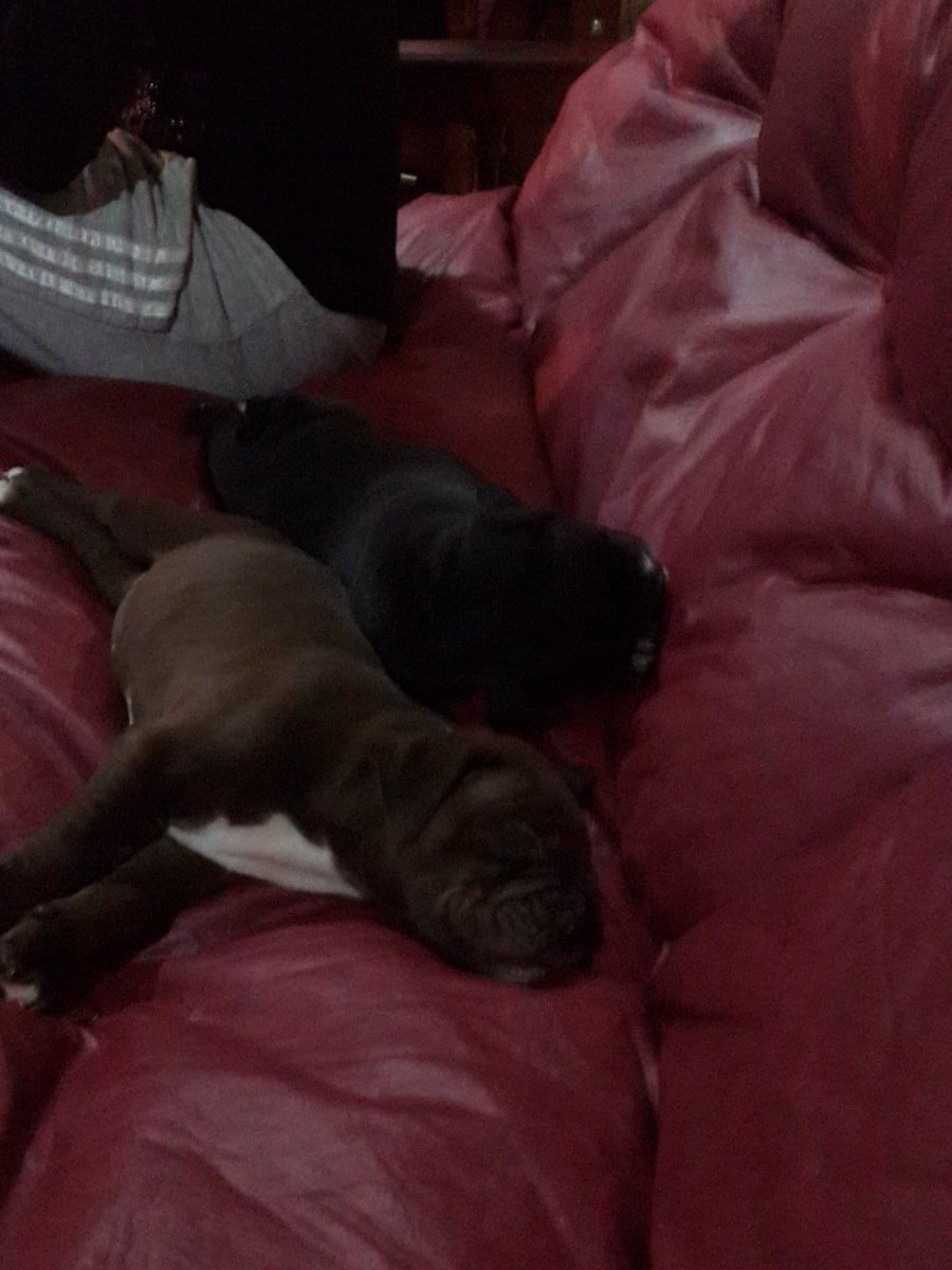 lauty__carp's tweet photo. Como duermen mis amores #Pitbull #Hermanos https://t.co/9sr40q6Uke