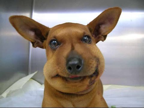 janie's tweet image. I feel like a real jerk whenever I see a photo in the "dog stung by a bee" genre but honestly come ON