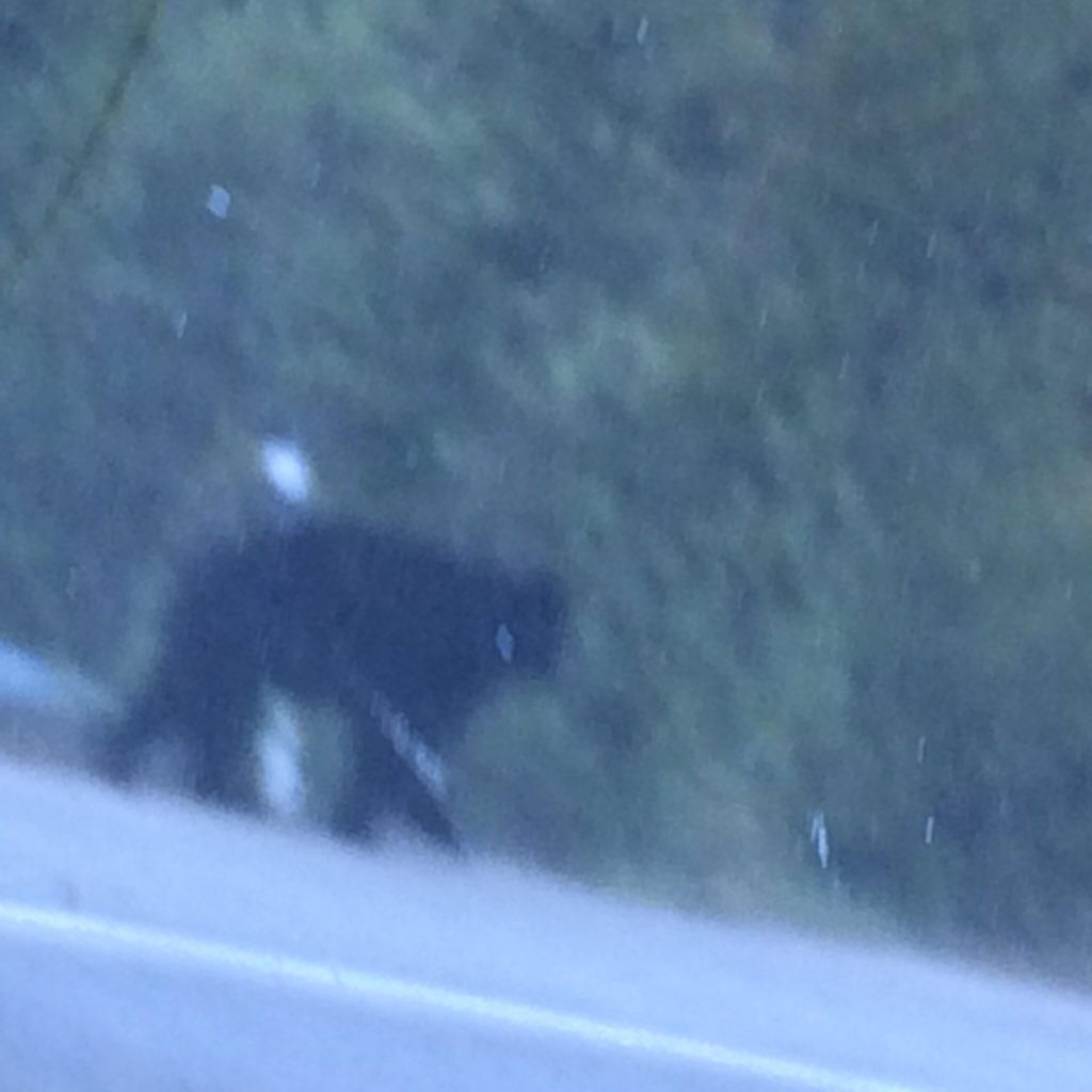 bcshaffer's tweet photo. Seen on @trevortombe's #BJR stage today. Black bear, or 4-legged Sasquatch?
#IrrationalExpectations https://t.co/C1nSrrGau4