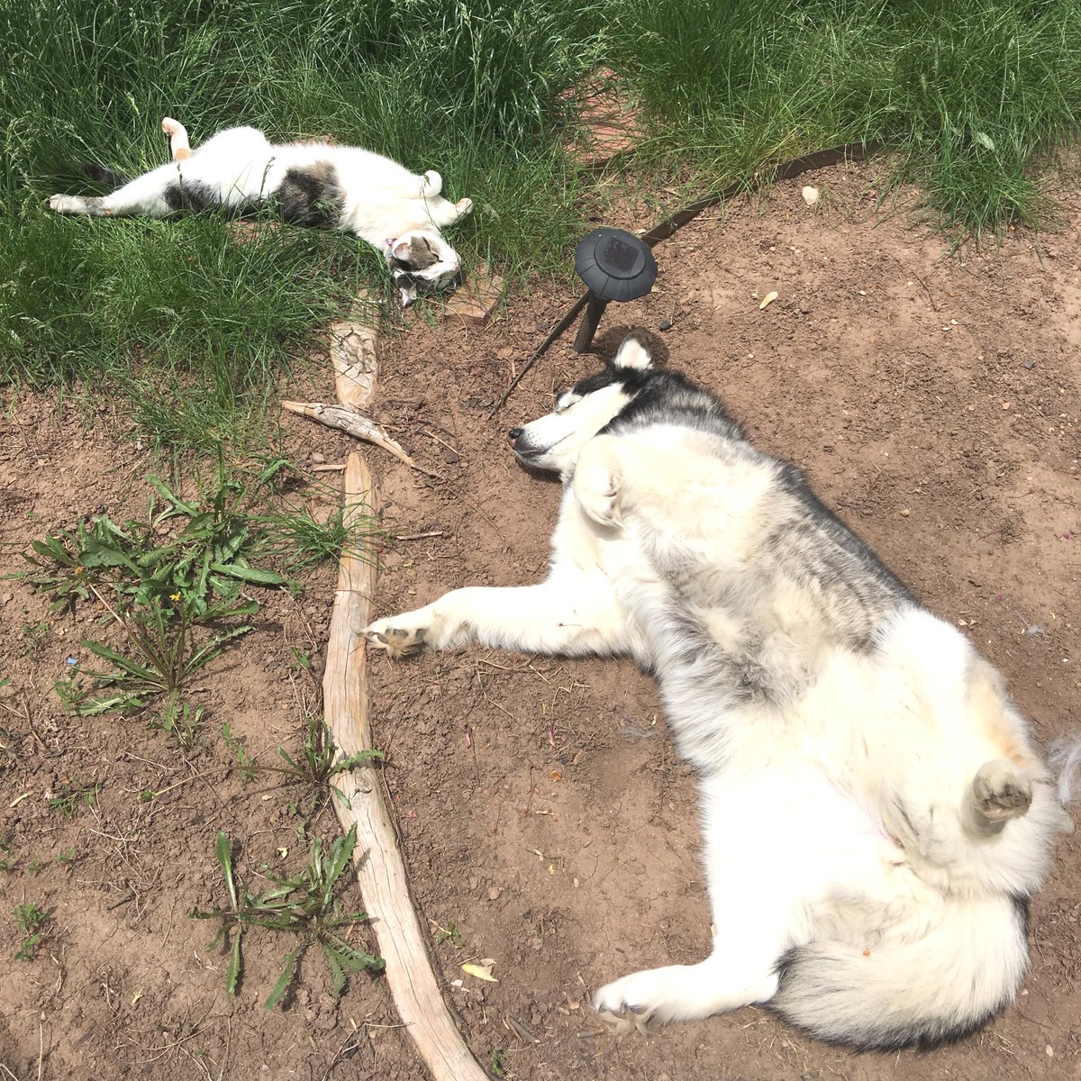 pathofanimals's tweet image. Our cat and dog recently started imitating each other..