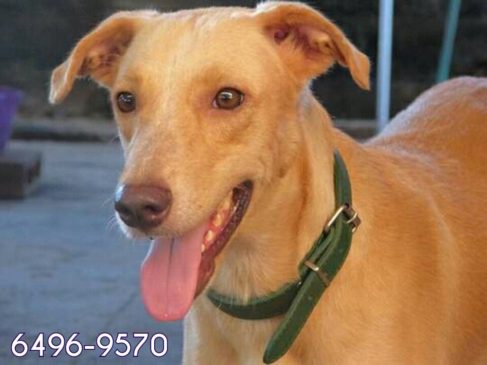 En adopción, esterilizados. <a href="/PeludosComunica/">PeludosComunican507</a> <a href="/PanamaPuntoCom/">Jayden 😈</a> <a href="/CuadrillaPenny/">Cuadrilla Penny</a> <a href="/American_Pets/">American Pets</a> <a href="/Ritmo929/">StereoRitmo Chiriqui</a> @fundasis