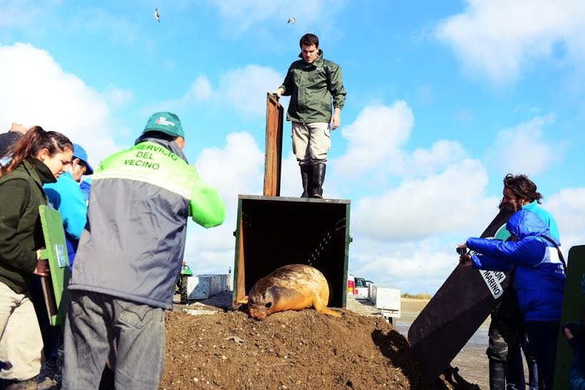 escobarsite's tweet photo. Fue liberado un elefante marino luego de ser rehabilitado, que fue encontrado  a la vera del Río Luján. @Temaiken https://t.co/s5A9vPL2Jy