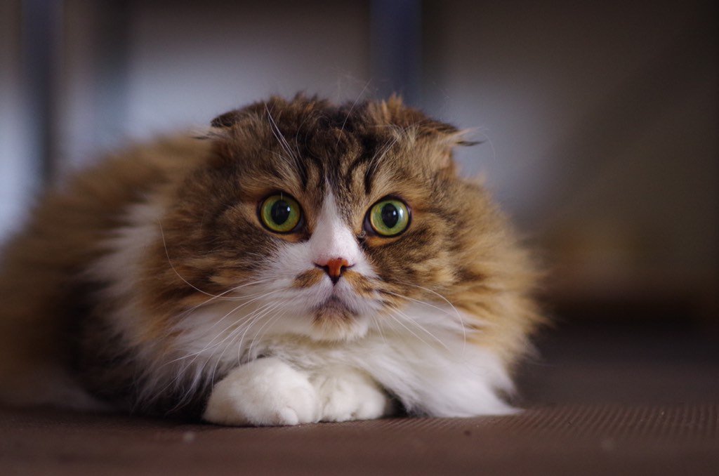 えっ！
もう止んでるの！！

#ファインダー越しの私の世界
#猫
