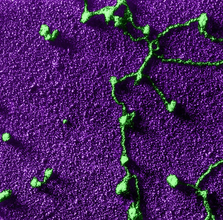 Metastasis Research Society tweet media