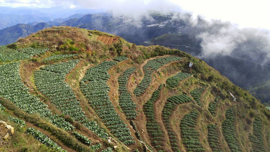 KamustaMagazine's tweet photo. "Harvest moon goals," jokes @bernicesib. Here's how to get to Mt. Timbak, Benguet Province: https://t.co/KJ5CkDpeYa https://t.co/P7i70u4Nbl