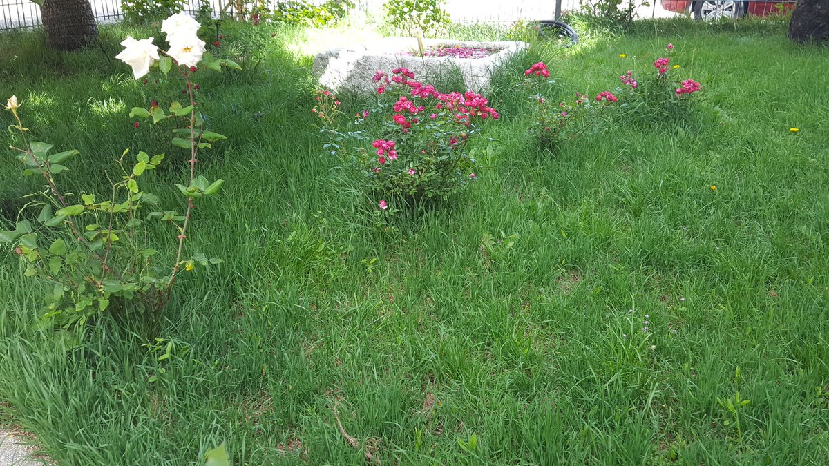 AkikiJoyce's tweet photo. My Morning ❤
#Raachine #A7laday3abeldene https://t.co/Qo4CgFkdSd