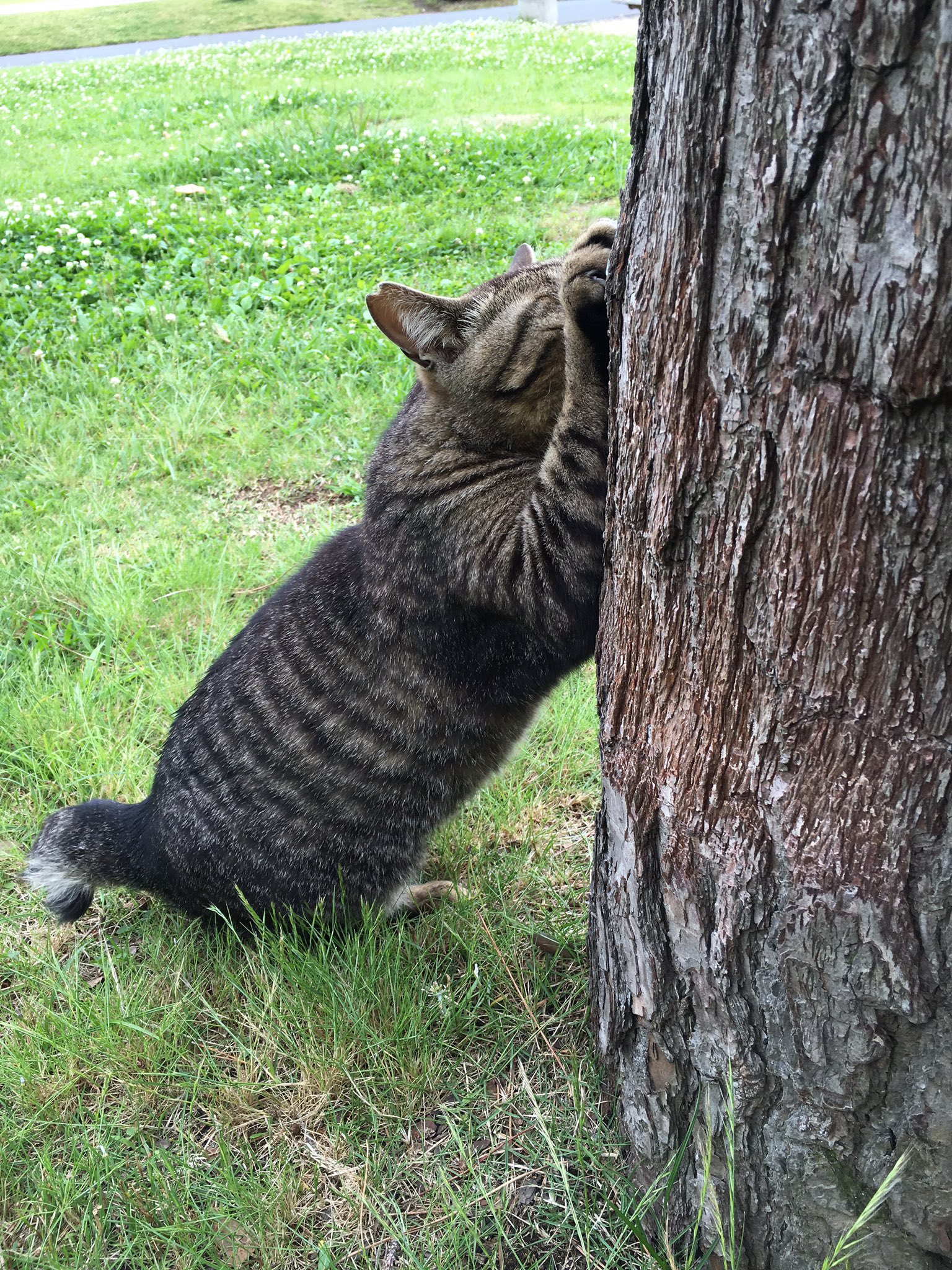 祐 ゆう 稲毛海浜公園の猫 近づいたら逃げられた D 祐 ゆう 稲毛海浜公園の猫 近づいたら逃げられた D