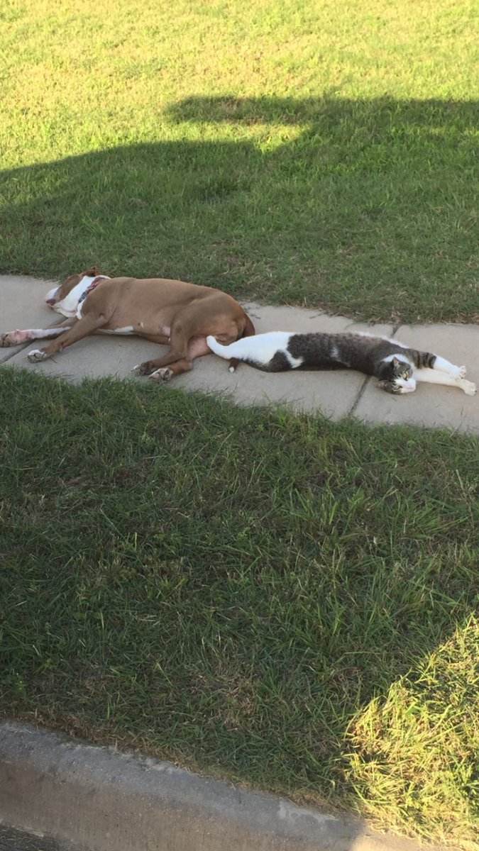 Leofatrio's tweet photo. Best Buds!  Me?  I am inside where it is cool!  @wolfie_lobo https://t.co/T9pz13fiRl