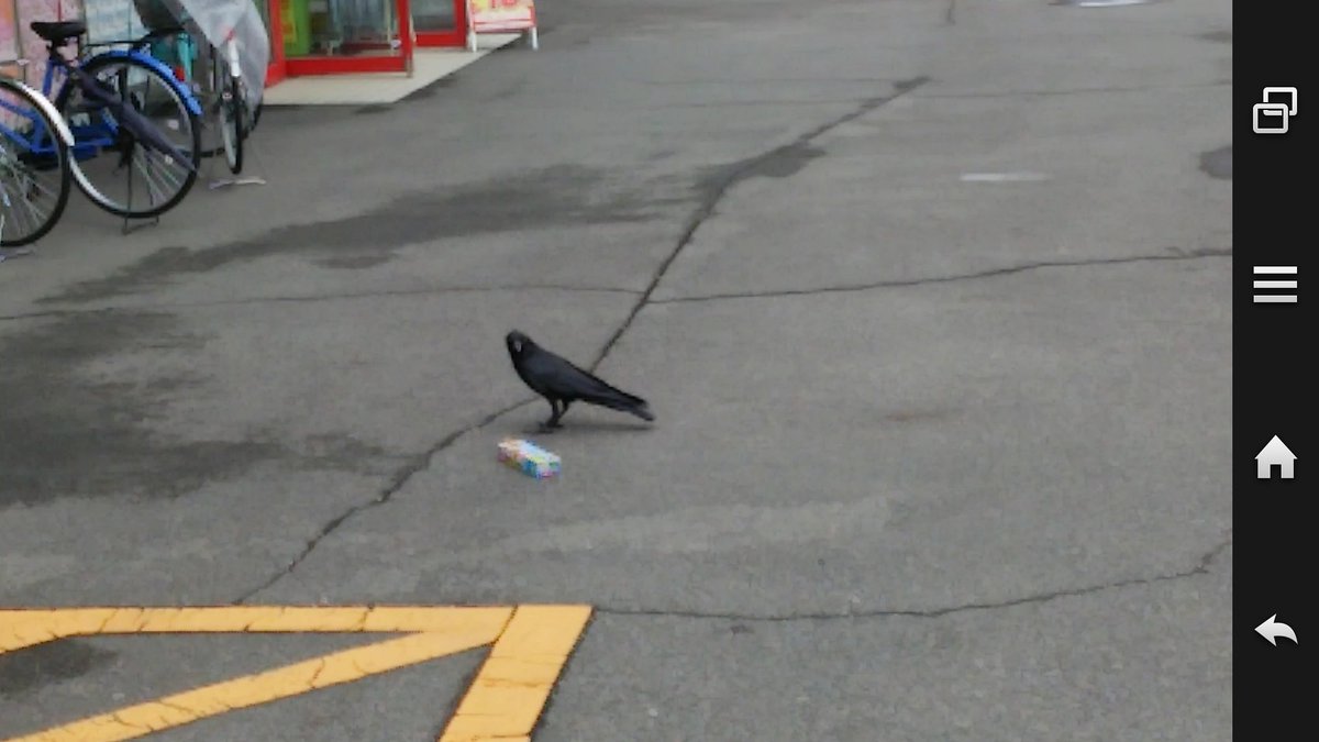koiki0822's tweet photo. カラスが買い物袋から箱を盗んでツッツク姿に
おっ？チャンスと思い動画と画像録った後に……いや、追い払わなかんやんと思い自己嫌悪 https://t.co/TIfbz6dApM