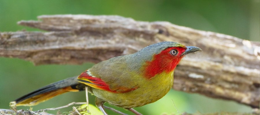 Avistan en Nepal un ejemplar de un ave que se creía extinguida desde hace más de un siglo  atres.red/mpn2u1