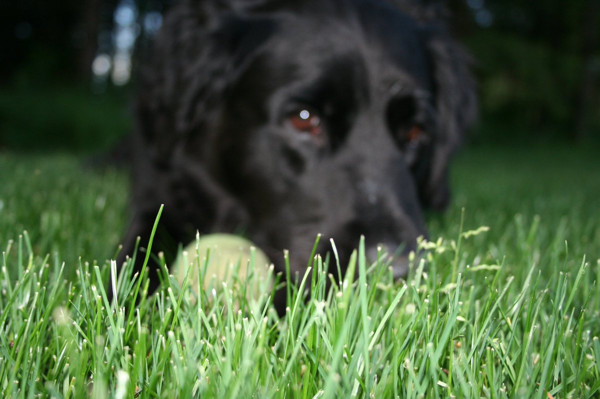 raq_city22's tweet photo. Just a boy and his tennis ball https://t.co/pB4rWd0Fyn