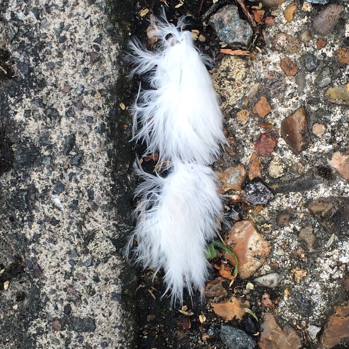 #IAM working in concert with the company of Heaven✨to co-create Heaven on #Earth🌎 
#decree👄
#PoeticWavesOfLove🌊❤️