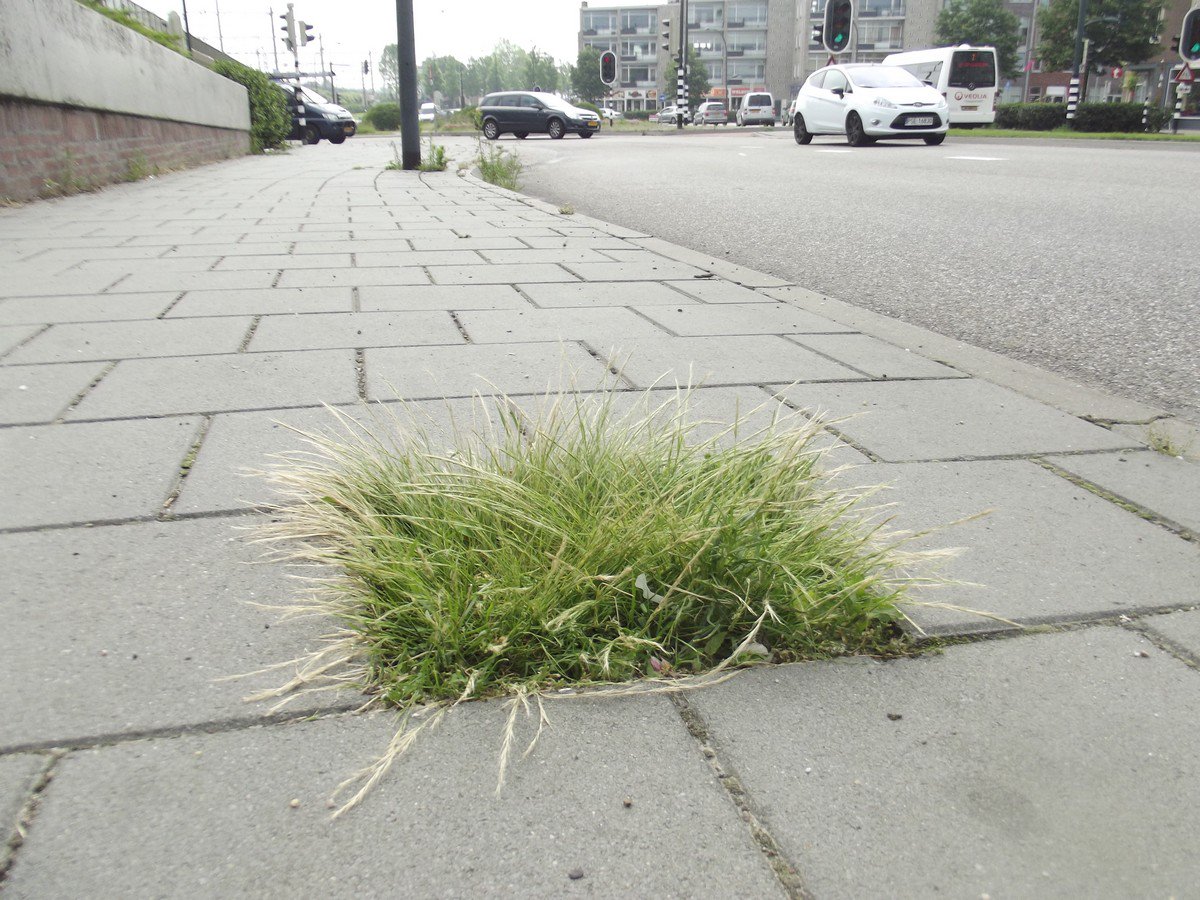 Een pareltje wat ons betreft. Het meest opmerkelijke natuurtuintje van Venlo. @OpSteenbreek <a href="/gewildgroei/">gewildgroei</a> #afblijven