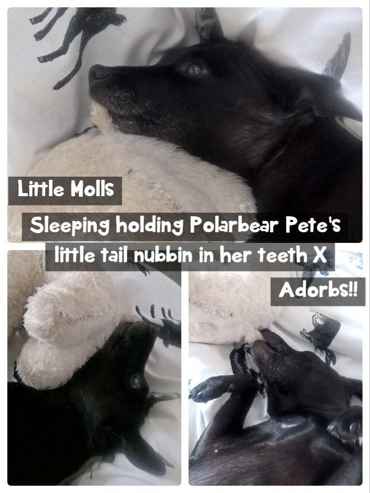 TheShoeTemple's tweet photo. My cute little pooch 👑 Princess Molly 💗 #dogs #cute #pooch #teddy #chew https://t.co/a8ozTWUNm5