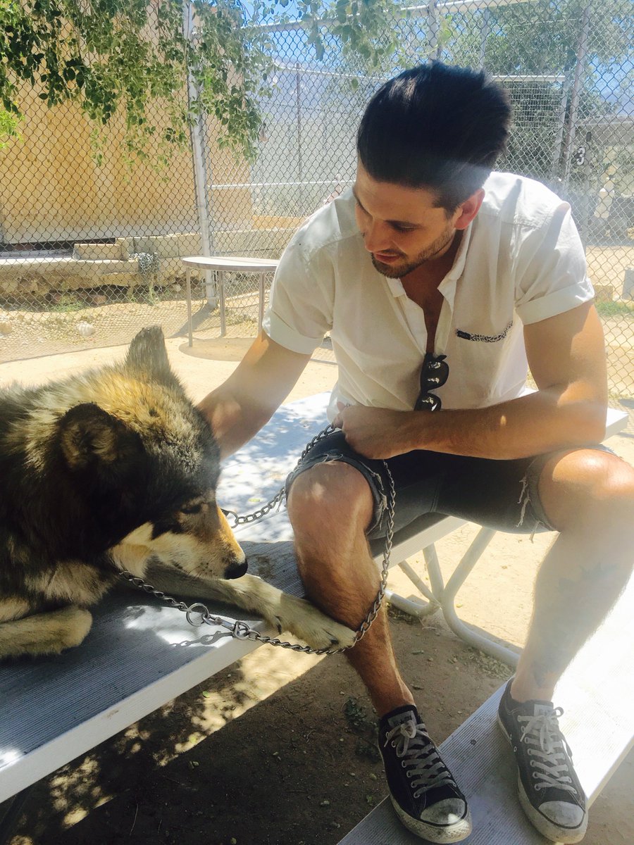 CaseyDeidrick's tweet photo. Met this stoic beast at the Wolf Sanctuary today. :) https://t.co/lsQqJTC3gc
