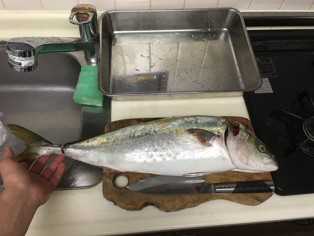 料理研究家有坂翔太 シンガポール در توییتر 旬じゃないけど 活け締めのブリの子供 鮮度が良いブリは歯ごたえがサクサク 50センチくらい やっぱ魚は大きい方が捌きやすい