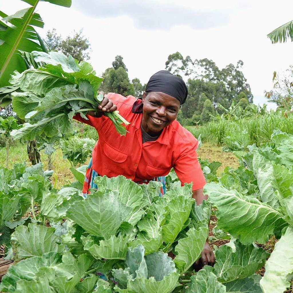 <a href="/KenyaMarkets/">Kenya Markets Trust</a> <a href="/mkulimayoung/">Mkulima Young</a> <a href="/MungutiSamuel/">Samuel Munguti</a>  <a href="/FarminginAfrica/">Africa Farming</a> . access to quality inputs increases farmer yields.