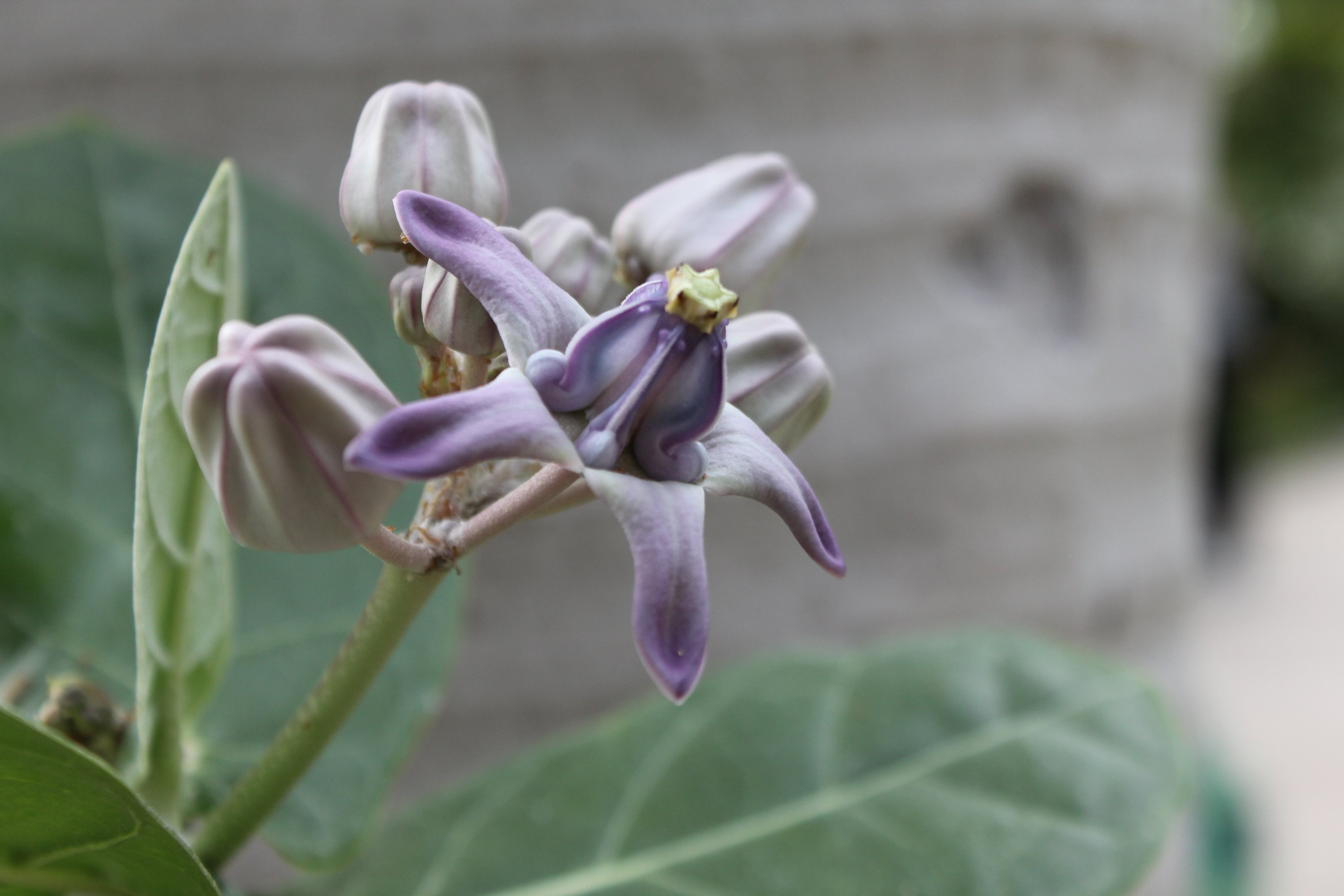 咲くやこの花館 ハワイ王朝最後の王 リリウオカラニ女王が愛したガガイモ科の クラウンフラワー ハワイ語 では プア カラウヌ と言います 花の中央が冠 Crown に似ているのが名前の由来 本日開催されたハワイの音楽とフラのステージは大盛況でした