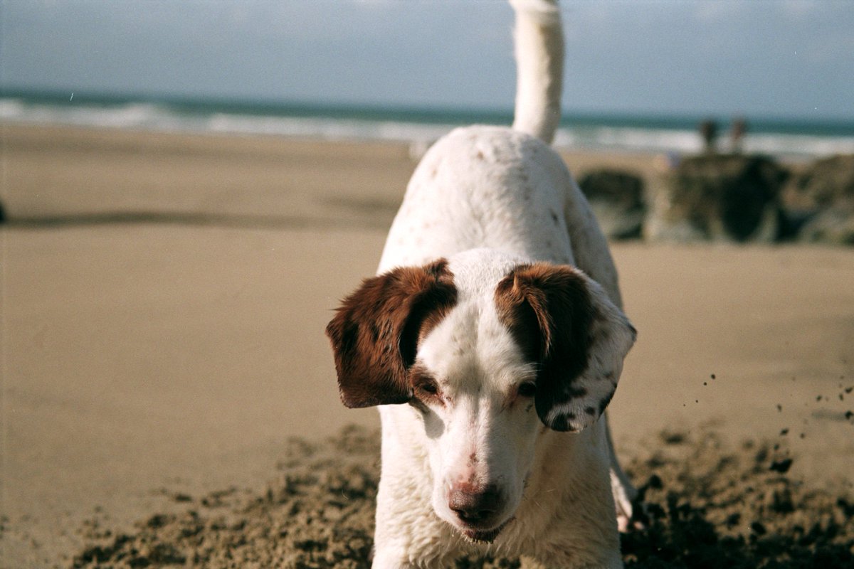 CornishSea_Salt's tweet photo. No time for paddling, holes to dig. #justkeepdiggin #LoveCornwall https://t.co/DB5EflXt34
