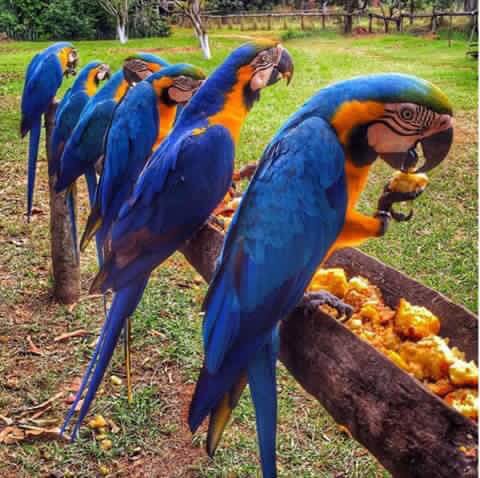 BOSQUESECOSDEC1's tweet photo. El tema en este día Mundial del Medio Ambiente es la lucha contra el comercio ilícito de fauna y flora silvestres. https://t.co/hDzGcMPkDn