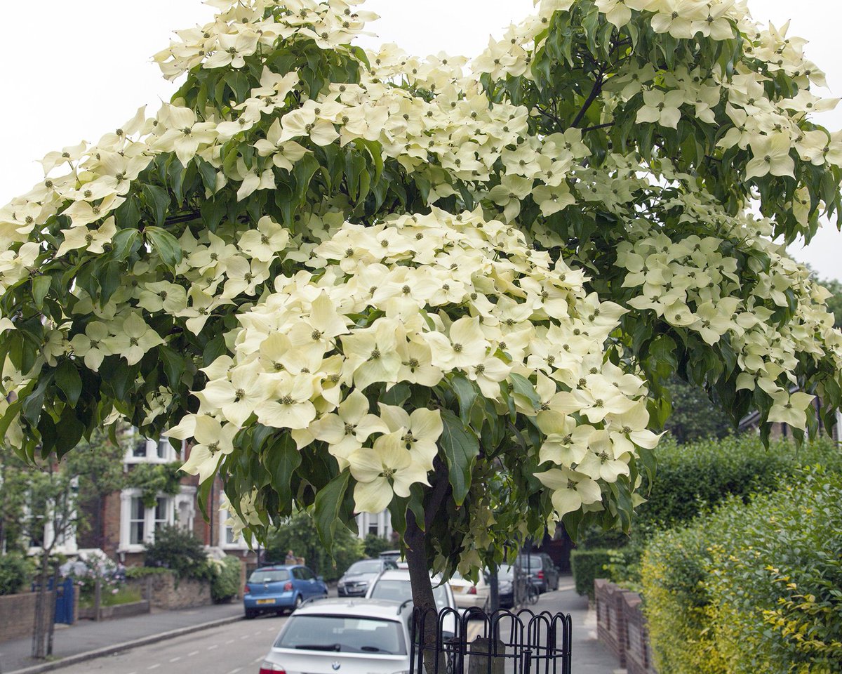 TheStreetTree's tweet photo. #StreetTree and a half - Cornus kousa or Chines Dogwood, more #LondonCanopy like this please! https://t.co/oPFiQZzywc