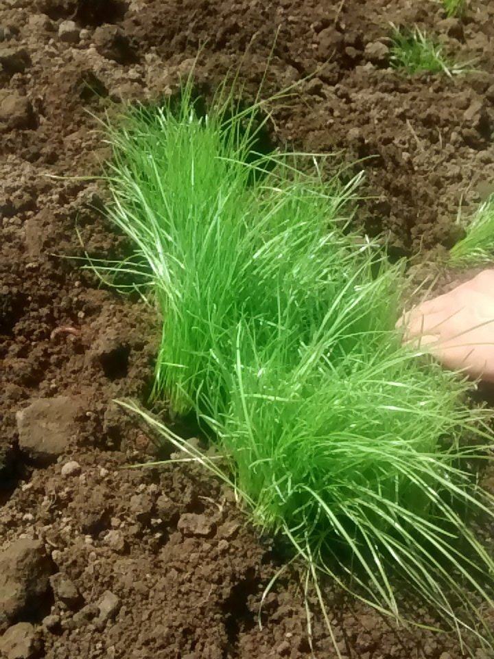 parkerpannell's tweet photo. @diamond_kitchen planting out their #pasturepot - any @GeniUSSheffield challengers? https://t.co/zYIOPMEnvQ