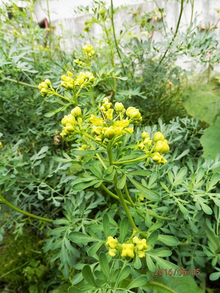 瞬く 絵のお仕事募集中 庭のヘンルーダ ルーともいう の花が咲いてきたよ ミカン科の植物でこれにアゲハの幼虫がよくつく ナミアゲハはもちろん 運が良ければカラスアゲハやオナガアゲハもつくことがある でもミヤマカラスアゲハはつかない