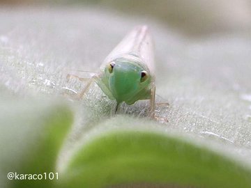 芝生の害虫駆除 種類と殺虫剤 芝生の手入れ Com