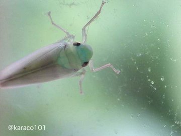 芝生の害虫駆除 種類と殺虫剤 芝生の手入れ Com