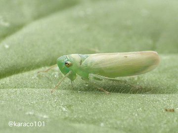 芝生の害虫駆除 種類と殺虫剤 芝生の手入れ Com