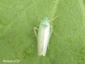 芝生の害虫駆除 種類と殺虫剤 芝生の手入れ Com