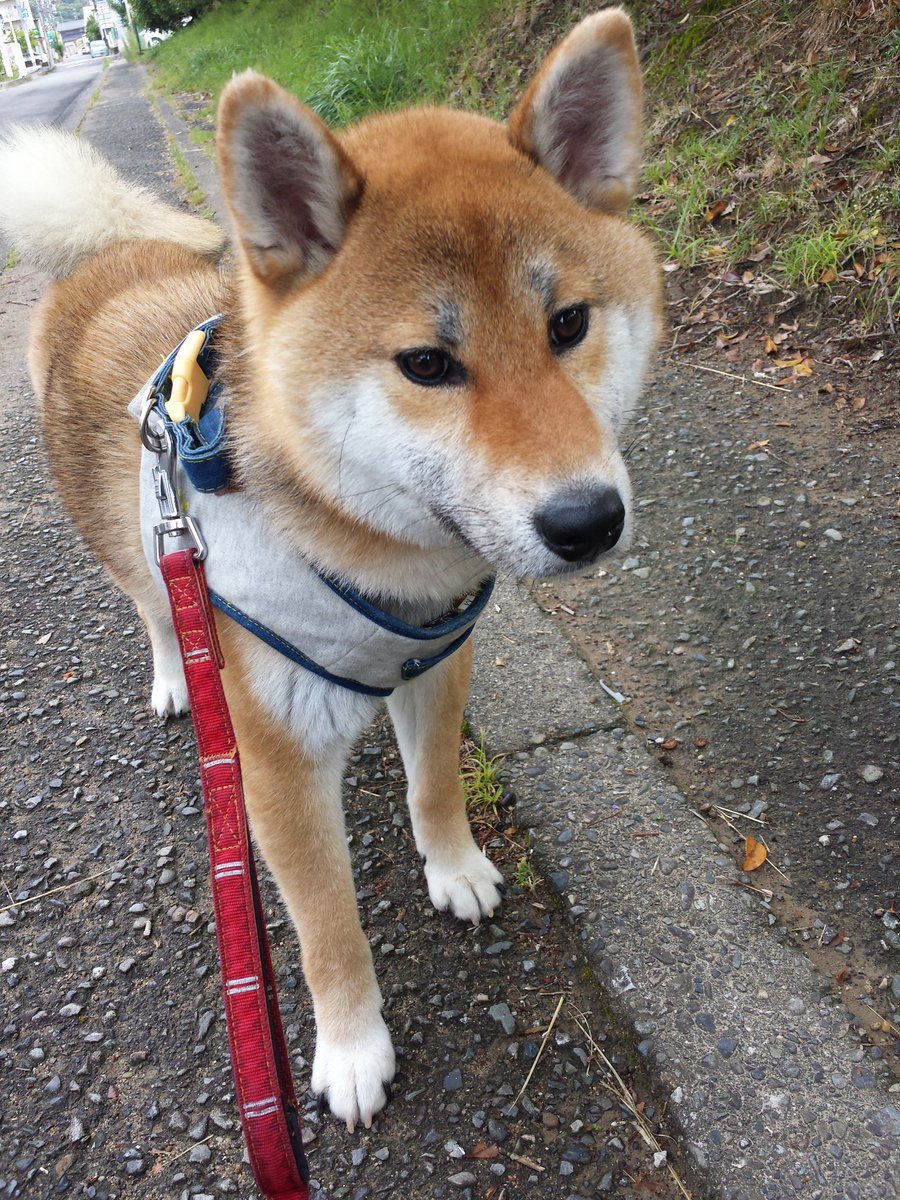 mojohand's tweet photo. 雨上が��の散歩、楽しかった❗ https://t.co/FbnEL7OBnP
