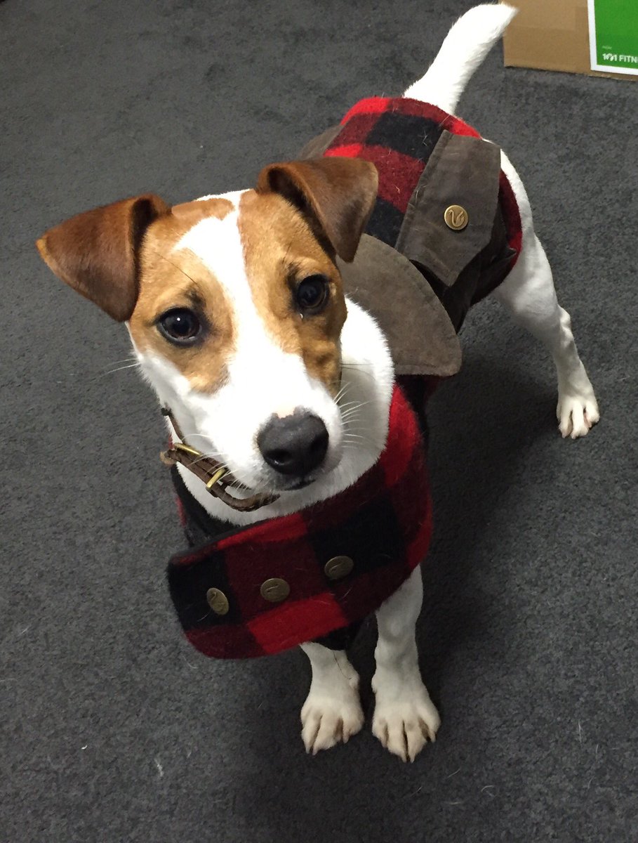 range_nz's tweet image. Dogs on the range - ball catching duties